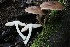  ( - FDS-CA-00916)  @11 [ ] by-nc (2024) Taye Bright Fungal Diversity Survey
