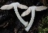  ( - FDS-CA-00916)  @11 [ ] by-nc (2024) Taye Bright Fungal Diversity Survey