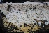  ( - FDS-CA-00918)  @11 [ ] by-nc (2024) Taye Bright Fungal Diversity Survey