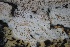  ( - FDS-CA-00918)  @11 [ ] by-nc (2024) Taye Bright Fungal Diversity Survey