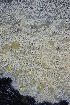  ( - FDS-CA-00919)  @11 [ ] by-nc (2024) Taye Bright Fungal Diversity Survey