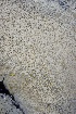  ( - FDS-CA-00919)  @11 [ ] by-nc (2024) Taye Bright Fungal Diversity Survey