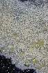  ( - FDS-CA-00919)  @11 [ ] by-nc (2024) Taye Bright Fungal Diversity Survey
