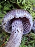  (Cortinarius sp. glandicolor-CA01 - FDS-CA-02145)  @11 [ ] by (2024) Mandy Hackney Fungal Diversity Survey