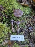  ( - FDS-CA-02145)  @11 [ ] by (2024) Mandy Hackney Fungal Diversity Survey