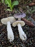  ( - FDS-CA-02139)  @11 [ ] by (2024) Mandy Hackney Fungal Diversity Survey