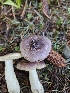  ( - FDS-CA-02139)  @11 [ ] by (2024) Mandy Hackney Fungal Diversity Survey