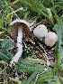  (Inocybe sp. whitei-PNW07 - FDS-CA-02144)  @11 [ ] by (2024) Mandy Hackney Fungal Diversity Survey