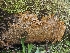  ( - FDS-CA-02131)  @11 [ ] by (2024) Mandy Hackney Fungal Diversity Survey