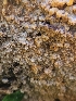  ( - FDS-CA-02131)  @11 [ ] by (2024) Mandy Hackney Fungal Diversity Survey