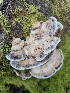  ( - FDS-CA-02135)  @11 [ ] by (2024) Mandy Hackney Fungal Diversity Survey