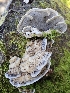  ( - FDS-CA-02135)  @11 [ ] by (2024) Mandy Hackney Fungal Diversity Survey