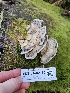  ( - FDS-CA-02135)  @11 [ ] by (2024) Mandy Hackney Fungal Diversity Survey