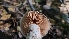  ( - FDS-CA-03470)  @11 [ ] by-nc (2024) Fresno Mycology Society Fungal Diversity Survey