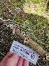  ( - FDS-CA-02300)  @11 [ ] by (2024) Mandy Hackney Fungal Diversity Survey