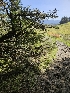  ( - FDS-CA-02300)  @11 [ ] by (2024) Mandy Hackney Fungal Diversity Survey