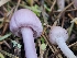  ( - FDS-CA-02250)  @11 [ ] by (2024) Mandy Hackney Fungal Diversity Survey