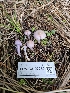  ( - FDS-CA-02250)  @11 [ ] by (2024) Mandy Hackney Fungal Diversity Survey