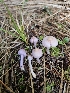  ( - FDS-CA-02250)  @11 [ ] by (2024) Mandy Hackney Fungal Diversity Survey