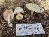  ( - FDS-CA-02299)  @11 [ ] by (2024) Mandy Hackney Fungal Diversity Survey