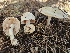  ( - FDS-CA-02299)  @11 [ ] by (2024) Mandy Hackney Fungal Diversity Survey