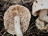  ( - FDS-CA-02299)  @11 [ ] by (2024) Mandy Hackney Fungal Diversity Survey