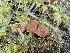  ( - FDS-CA-02257)  @11 [ ] by (2024) Mandy Hackney Fungal Diversity Survey