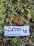  ( - FDS-CA-02257)  @11 [ ] by (2024) Mandy Hackney Fungal Diversity Survey