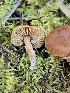  ( - FDS-CA-02257)  @11 [ ] by (2024) Mandy Hackney Fungal Diversity Survey
