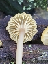  ( - FDS-CA-02260)  @11 [ ] by (2024) Mandy Hackney Fungal Diversity Survey