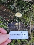  ( - FDS-CA-02260)  @11 [ ] by (2024) Mandy Hackney Fungal Diversity Survey