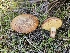  ( - FDS-CA-02251)  @11 [ ] by (2024) Mandy Hackney Fungal Diversity Survey