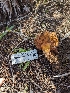  ( - FDS-CA-03644)  @11 [ ] by-nc (2024) Stu Pickell Fungal Diversity Survey