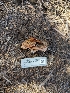  (Cortinarius sp. CA73 - FDS-CA-03651)  @11 [ ] by-nc (2024) Stu Pickell Fungal Diversity Survey