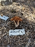  ( - FDS-CA-03651)  @11 [ ] by-nc (2024) Stu Pickell Fungal Diversity Survey