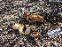 ( - FDS-CA-03653)  @11 [ ] by-nc (2024) Stu Pickell Fungal Diversity Survey