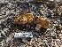  ( - FDS-CA-03653)  @11 [ ] by-nc (2024) Stu Pickell Fungal Diversity Survey