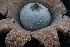  ( - HAY-F-004733)  @11 [ ] by-nc (2023) Taye Bright Fungal Diversity Survey