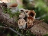  ( - FDS-CA-02300)  @11 [ ] by (2024) Mandy Hackney Fungal Diversity Survey