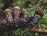  ( - HAY-F-006196)  @11 [ ] by (2023) Mandy Hackney Fungal Diversity Survey