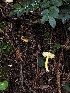  ( - FDS-CA-03251)  @11 [ ] by (2024) Justin Paulin Fungal Diversity Survey