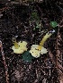  ( - FDS-CA-03251)  @11 [ ] by (2024) Justin Paulin Fungal Diversity Survey