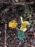  ( - FDS-CA-03251)  @11 [ ] by (2024) Justin Paulin Fungal Diversity Survey