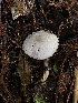  ( - FDS-CA-03252)  @11 [ ] by (2024) Justin Paulin Fungal Diversity Survey