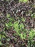  ( - FDS-CA-03259)  @11 [ ] by (2024) Justin Paulin Fungal Diversity Survey