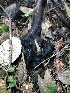 ( - FDS-CA-03260)  @11 [ ] by (2024) Justin Paulin Fungal Diversity Survey