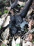  ( - FDS-CA-03260)  @11 [ ] by (2024) Justin Paulin Fungal Diversity Survey