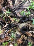  ( - FDS-CA-03260)  @11 [ ] by (2024) Justin Paulin Fungal Diversity Survey