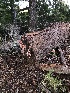  ( - FDS-CA-03263)  @11 [ ] by (2024) Justin Paulin Fungal Diversity Survey
