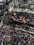  ( - FDS-CA-03263)  @11 [ ] by (2024) Justin Paulin Fungal Diversity Survey